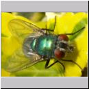 Lucilia sp - Schmeissfliege Goldfliege 12.jpg